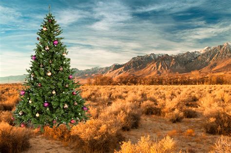 アメリカ クリスマス: 雪の降らない砂漠のクリスマスツリー